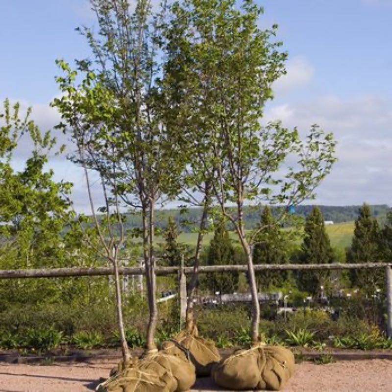 {SERVICE_NAME} project in Keller