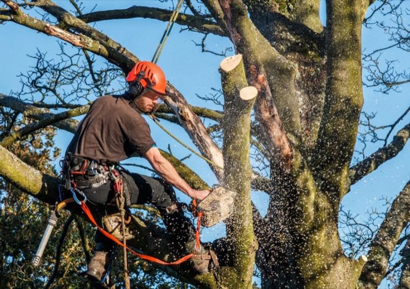 Tree Trimming Project near Fort Worth