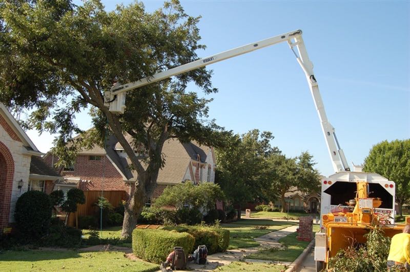 Tree Removal in Keller