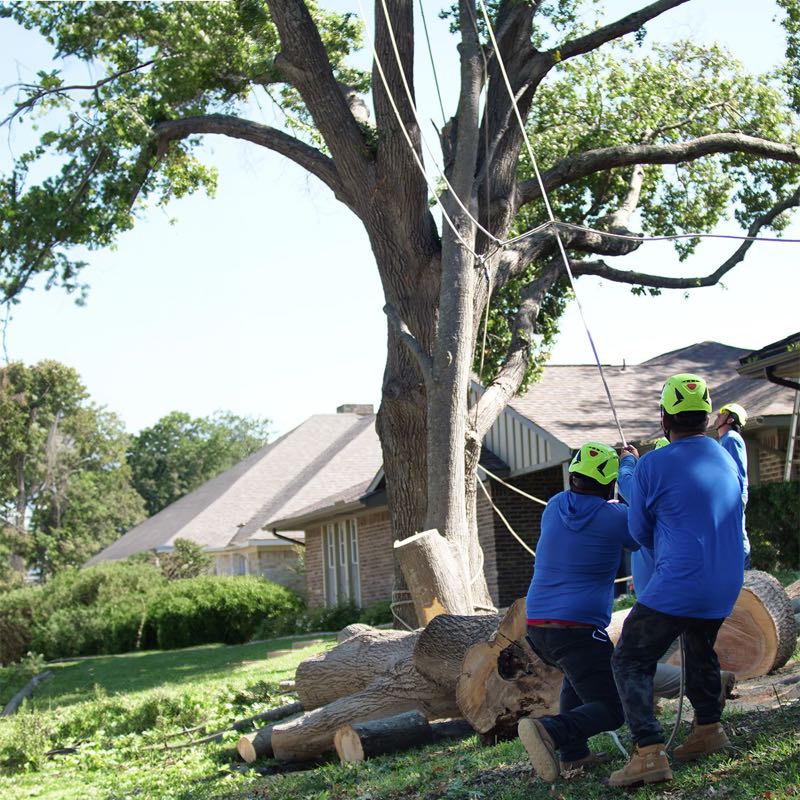 Large Oak Trimming in Keller