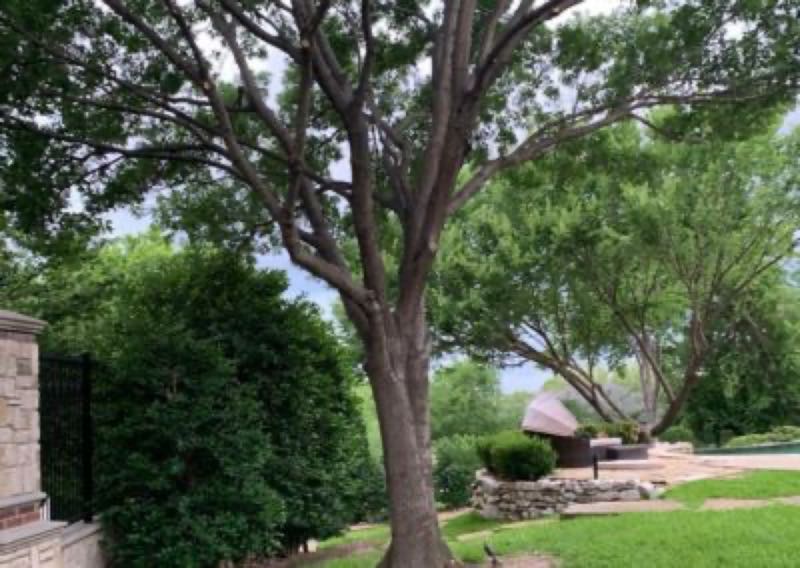 Stump Grinding in Keller