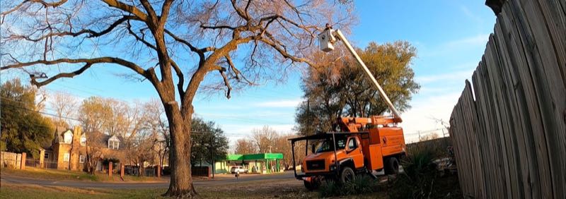 Canopy Trimming in Keller